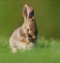 s-Bunny-allergies..jpg