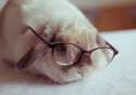 s-Bunny-bifocals..jpg