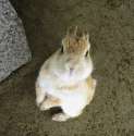 s-bunnyisland.jpg