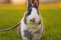 s-Bunny-licks.jpg