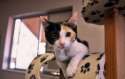 s-Calico-Cuteness.jpg