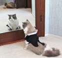 s-CAN-take-your-cat.jpg