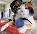 s-Captain-one-eyed-cat.jpg