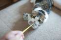 s-Cat-attack.jpg
