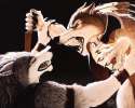 1450031359.ryngsraccoon_03copper.jpg