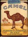 camel.jpg