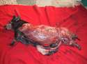 dog skinned alive in Taiwan.jpg