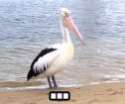 bird.jpg
