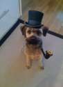 doggo hatimus (88).jpg