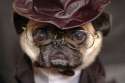 doggo hatimus (34).jpg