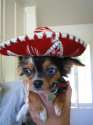 doggo hatimus (791).jpg