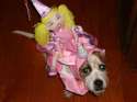 doggo hatimus (44).jpg
