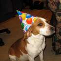 doggo hatimus (570).jpg