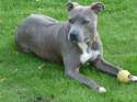 amstaff.jpg