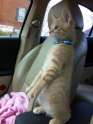 s-Cat-co-pilot..jpg