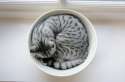 s-CAT-CUP.jpg