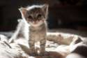 s-CAT-CUTE.jpg