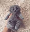 s-cat-cute-gray.jpg