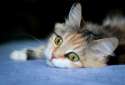s-Cat-eyes..jpg