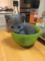 s-cat-in-a-bowl.jpg