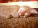 s-Cat-nap..jpg