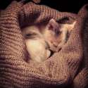 s-Cat-nap.(3).jpg