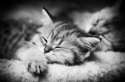 s-Cat-nap.jpg