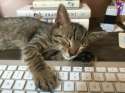 s-Cat-on-a-keyboard.jpg