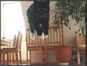 lolcatsdotcomgtto8ncrjrh8sqnx.jpg