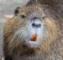 nutria-teeth-2.jpg
