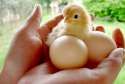 Babychicks.jpg