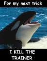 Orca2.jpg