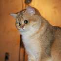 cat_looking_down.jpg
