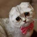 sad kitty.jpg