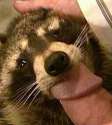 Raccoon.jpg