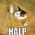 halp.jpg