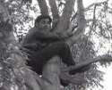 JohnStamosStuckinaTree.jpg