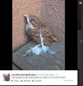 bird semen.jpg