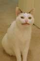 cat.jpg