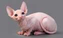 clean-shaved pussy.jpg