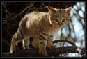 cat-sandcat.jpg