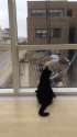 cat-anim-window_washer.gif