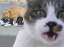 Cats Mating.jpg