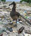 great-pacific-garbage-patch-2.jpg