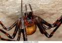 a-european-cave-spider-close-up-sweden-f47bxr.jpg