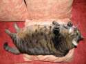 Fatty (2199).jpg