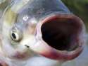 carp.jpg