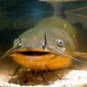 catfish.jpg