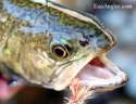 trout.jpg