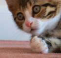 1451460753697.gif